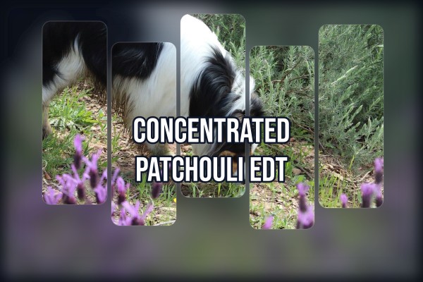 concentrated patchouli edt